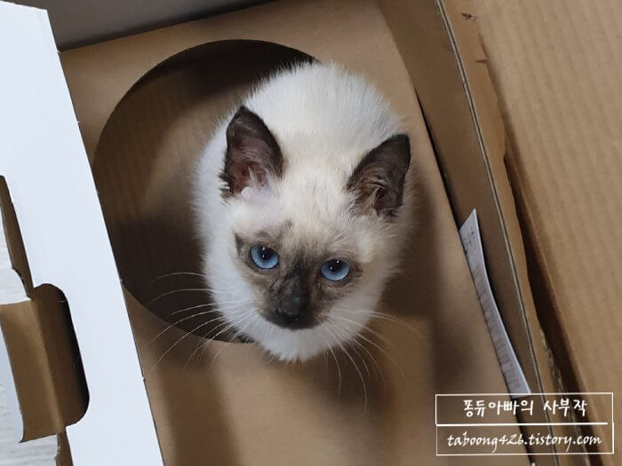 상자에 들어간 아기고양이