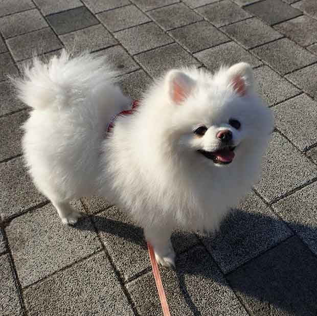 포메라니안