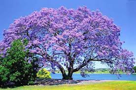 자카란다 나무