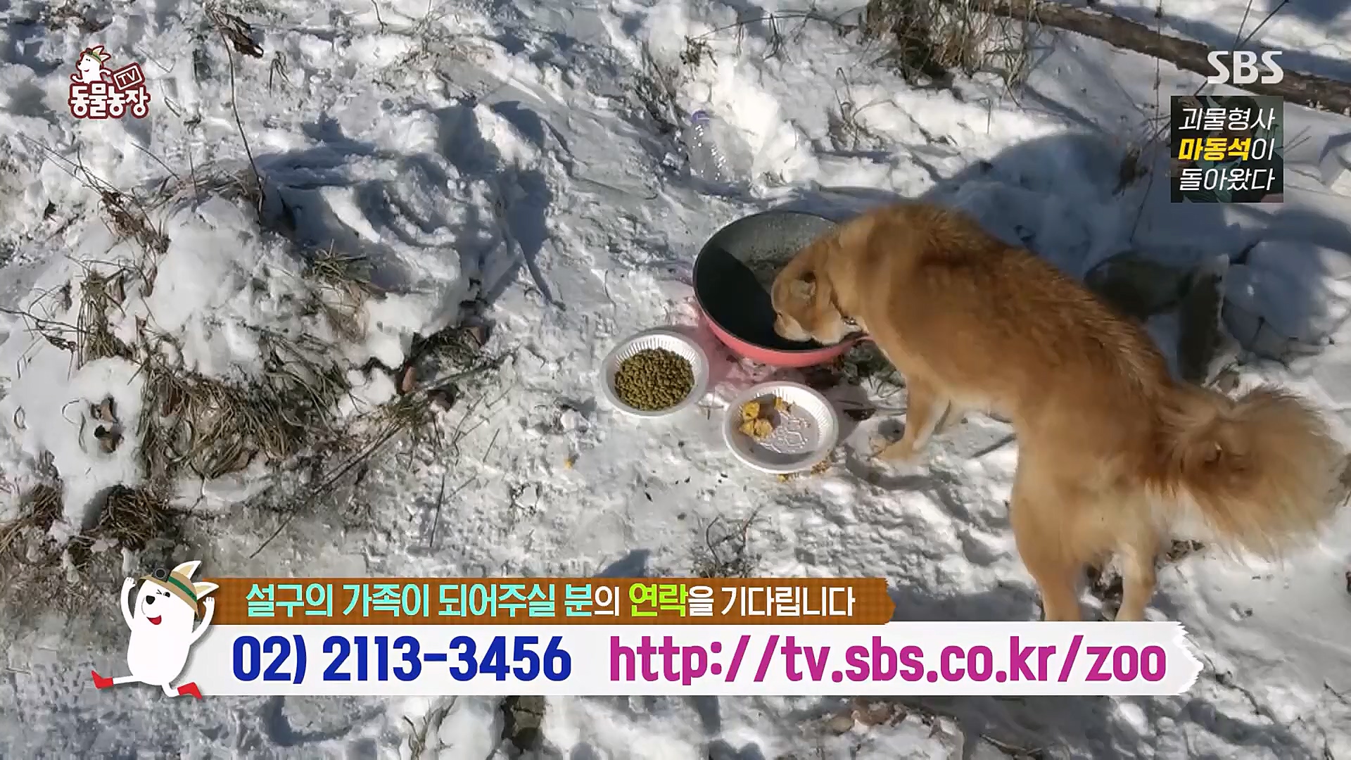 TV 동물농장.E1104.230115p.H264-F1RST.mp4_20230115_173219.586.jpg