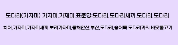  도다리(가자미) 가자미,가재미,표준명:도다리,도다리새끼,도다리,도다리 치어,가자미,가자미새끼,보리가자미,동해안산,부산,도다리,숭어목 도다리과의 바닷물고기