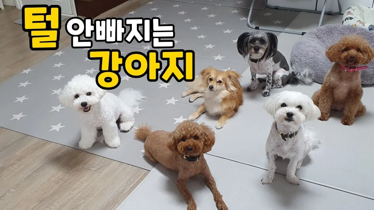 강아지 종류별 사진과 이름 작은 강아지 애완견 종류_5
