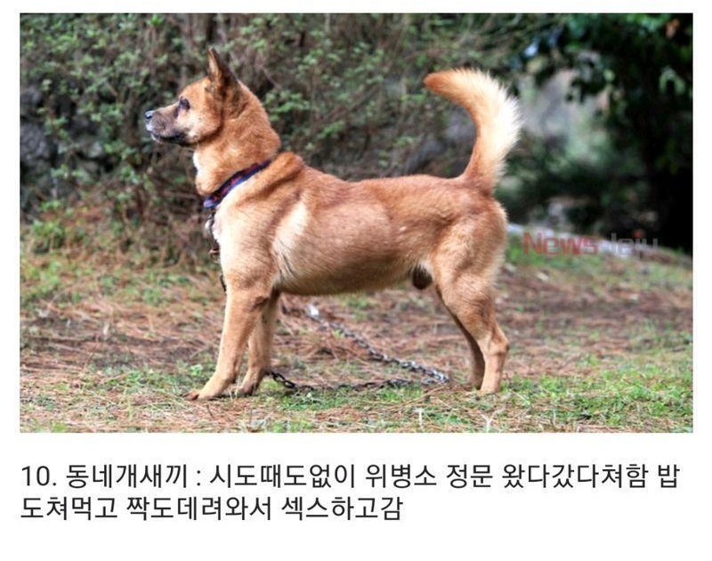 군대에서 볼수 있는 동물들