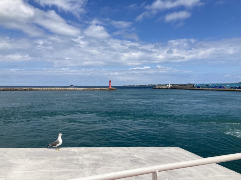 당일코스 임산부 렌터카 반입 [3박 4일 제주여행 삼일-1] 우도 7