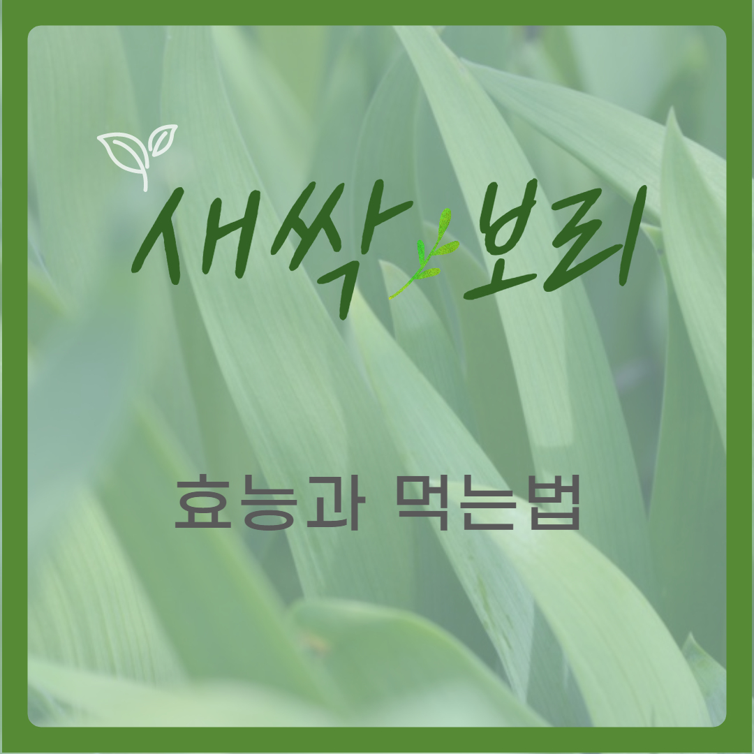 새싹보리