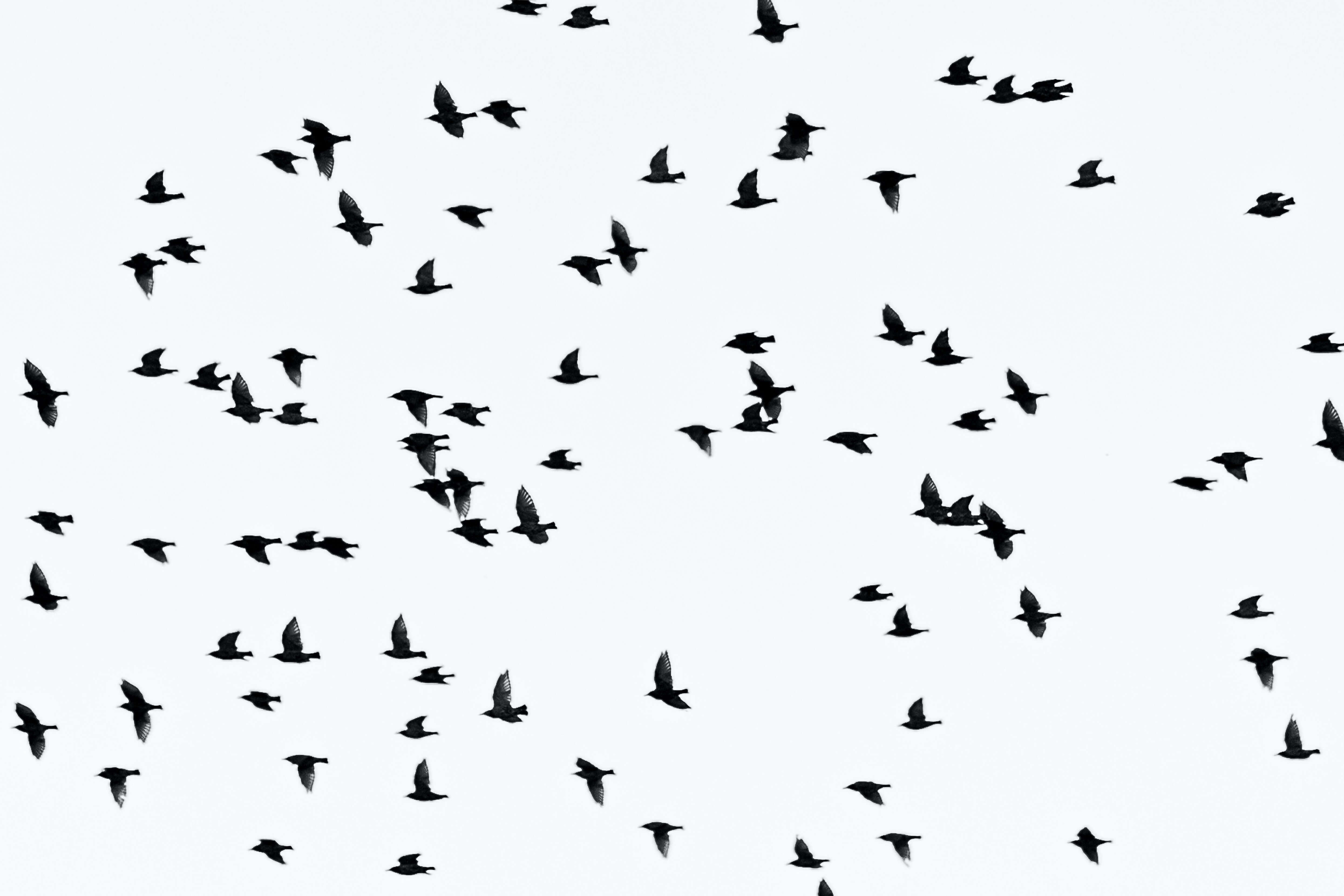 공중의 새&#44; 하늘의 새들