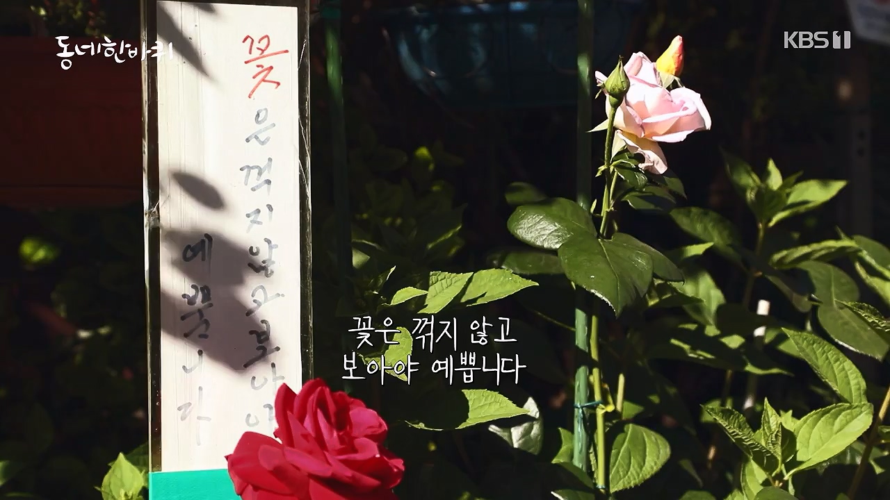 동네 한 바퀴.E277.240609p-NEXT.mp4_20240609_162904.933.jpg