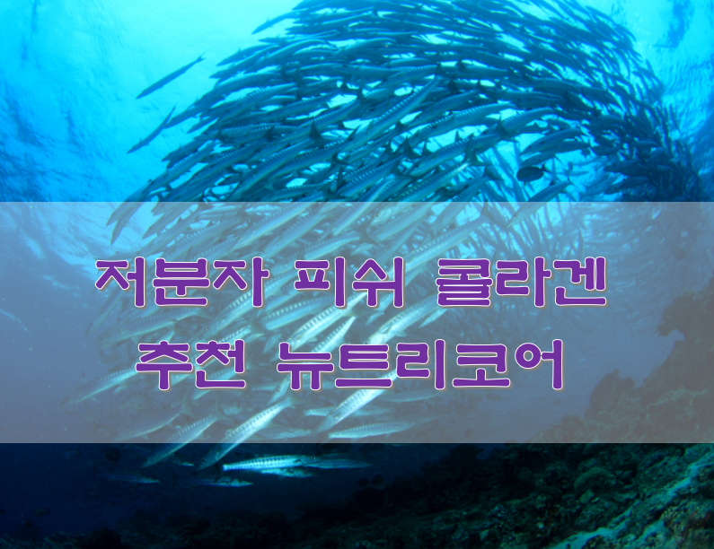  저분자 피쉬 콜라겐 추천 뉴트리코어