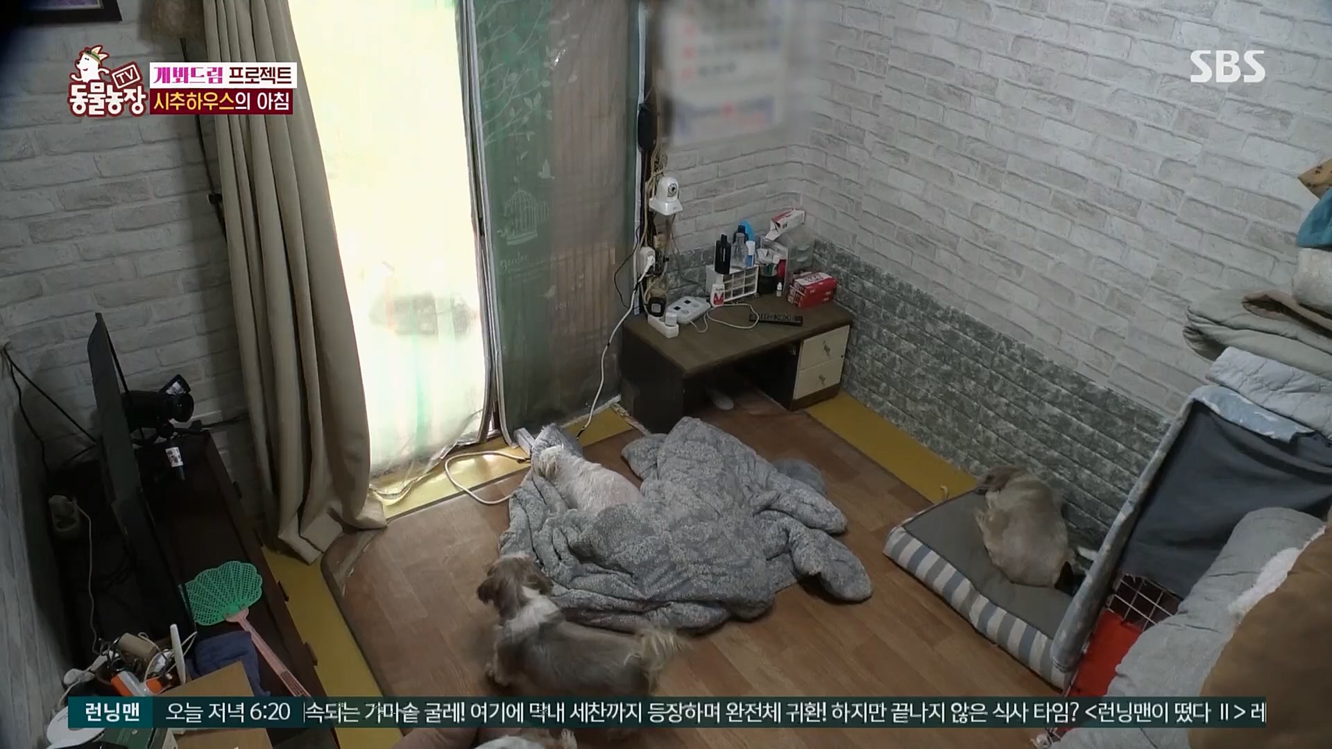 TV 동물농장.E1103.230108p.H264-F1RST.mp4_20230108_174642.353.jpg