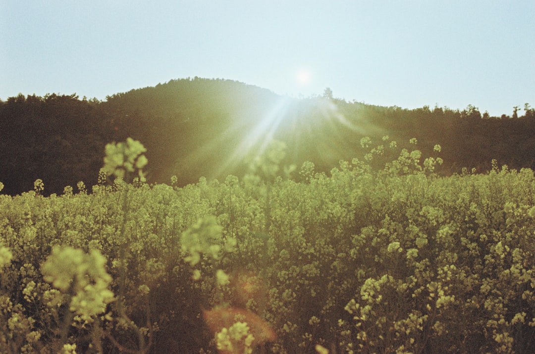 Jeju Island