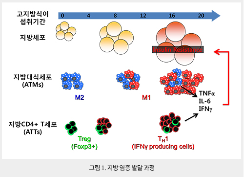 염증과 지방의 관계, 지방 염증 발달 과정