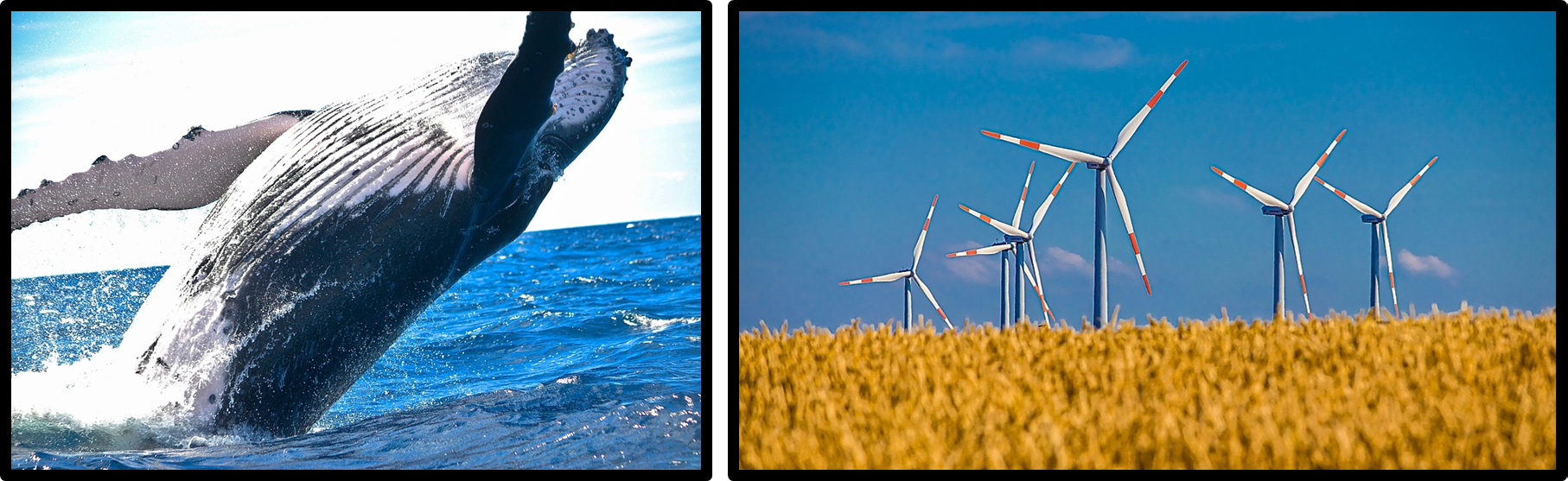 혹등고래와 풍력발전