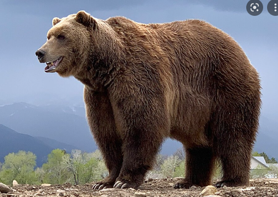 웅담으로 대표 되는 곰