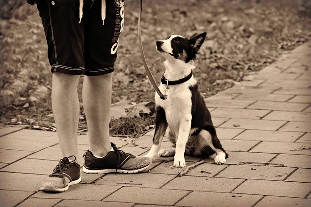보호자와 교감하는 강아지 산책법