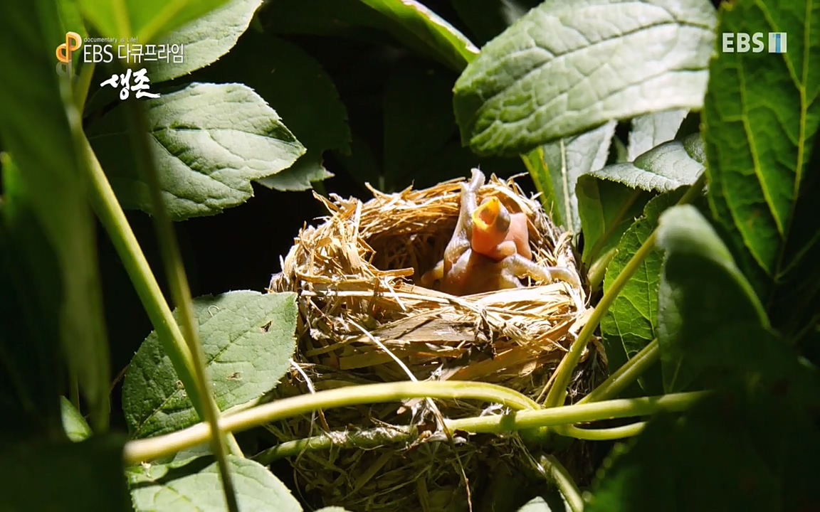 생존 3부_ EBS 다큐프라임_ 220629.avi_20220701_204700.952.jpg