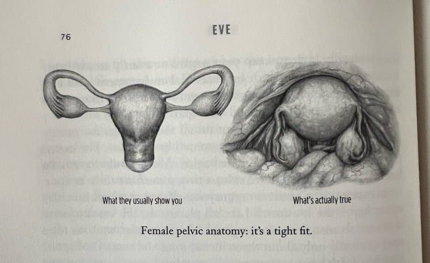 EVE
What they usually show you
What's actually true
Female pelvic anatomy: it's a tight fit.