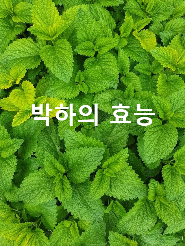 박하