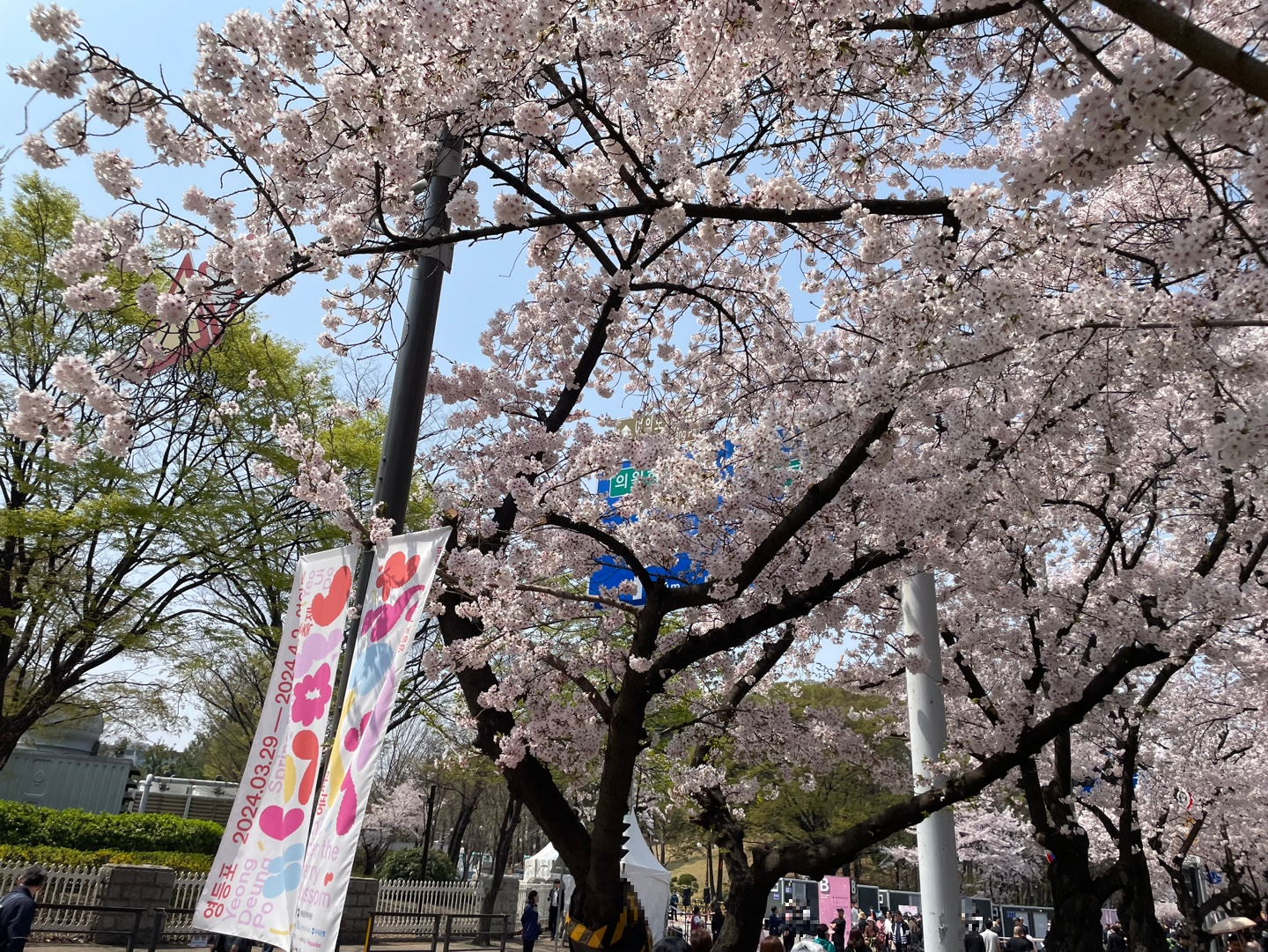 여의도 벚꽃축제 기간 윤중로 실시간 모습 -벚꽃