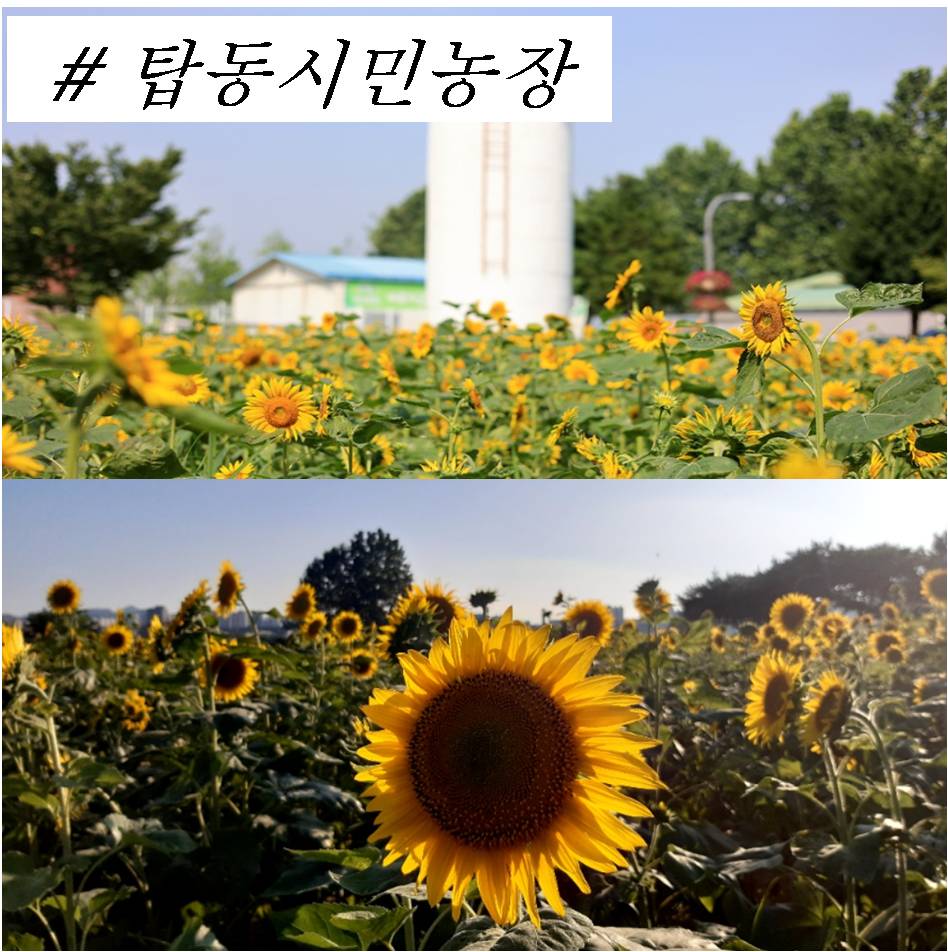 해바라기 명소 수원시민의 텃밭 탑동시민공원