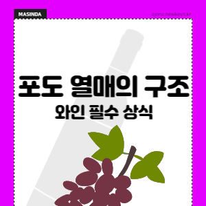 포도-열매-구조