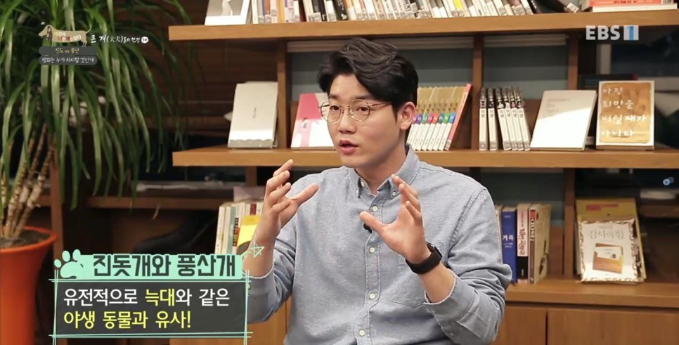 풍산개의치열한 혈투와 전쟁 - EBS 세상에 나쁜 개는 8