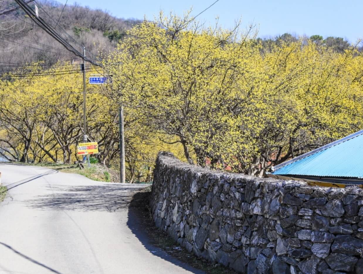 경기-양평-산수유-한우-축제-사진-2