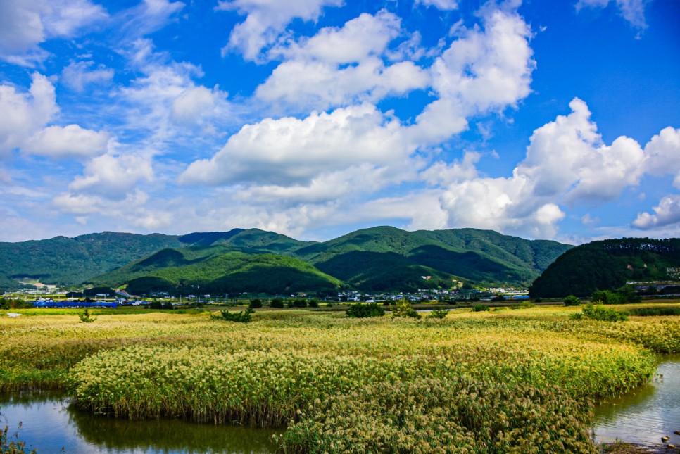 거제 오수마을 갈대밭 가을이 찾아온 4