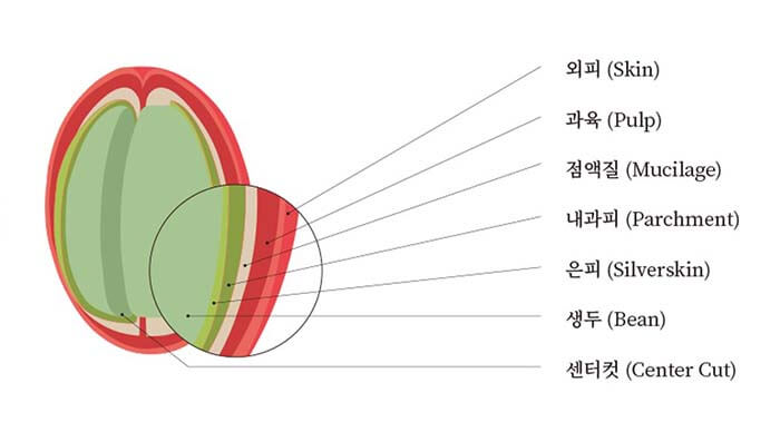 커피 체리의 단면을 설명하는 그림