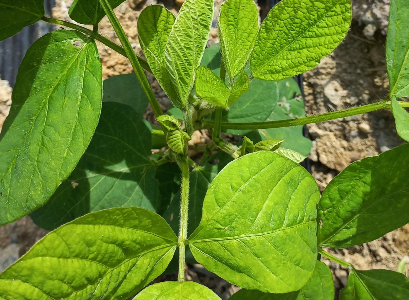 1차 순지르기 해준 서리태 사진