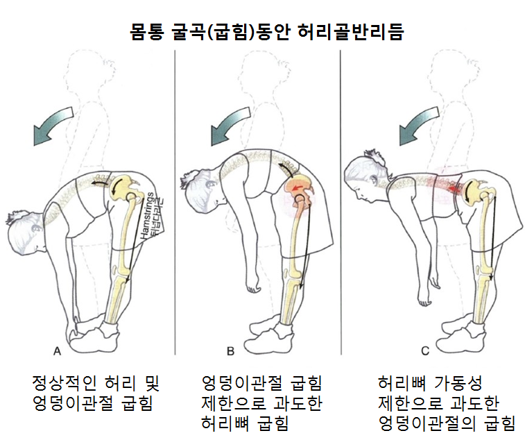 [논문을 읽자] 골반위치가 복부와 하지굴곡근 활성화에 미치는 영향 10