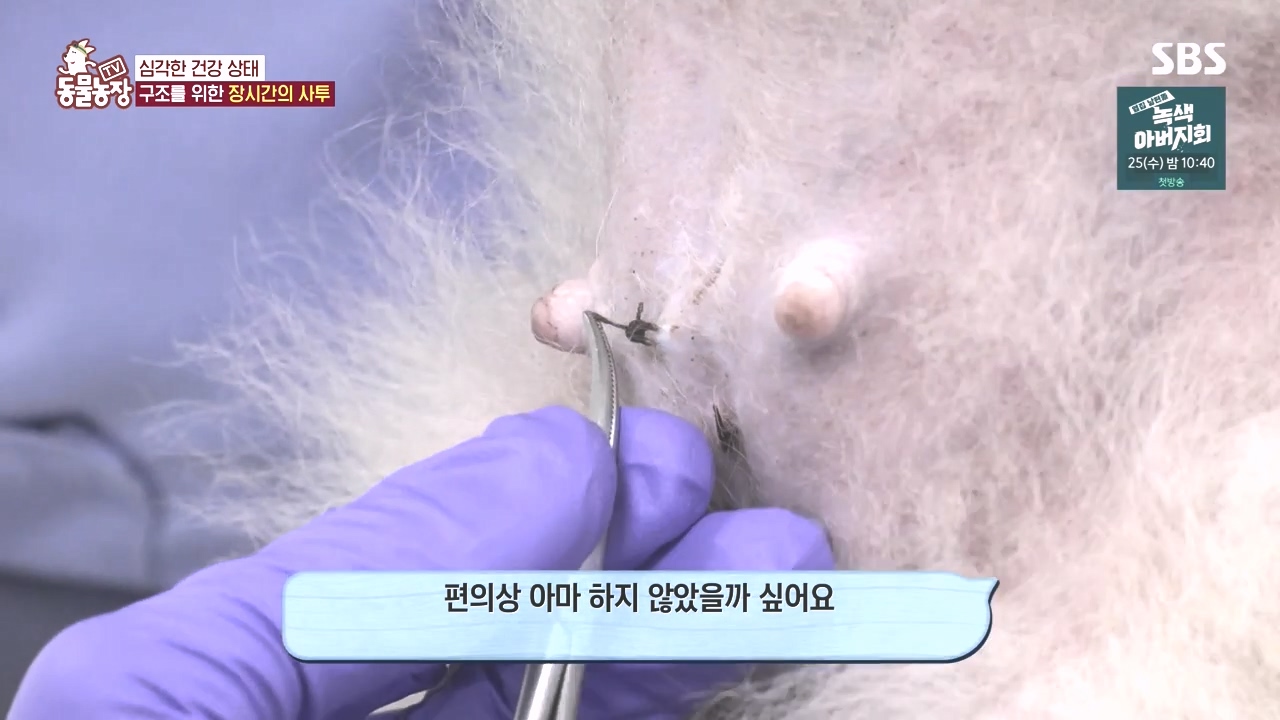 TV 동물농장.E1142.231023p-NEXT.mp4_20231022_172909.603.jpg