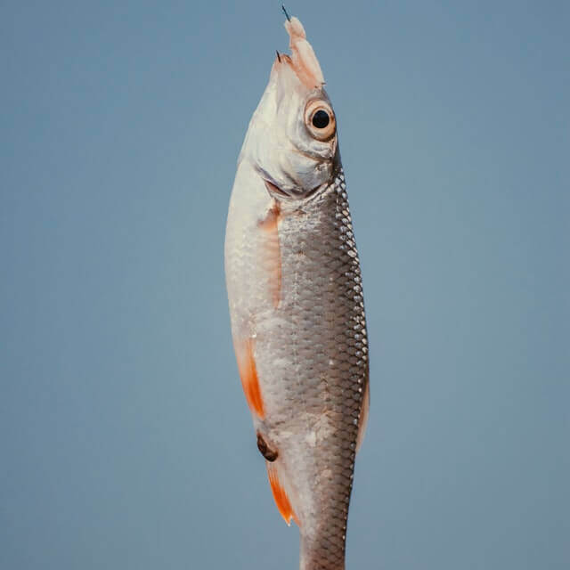 단백질이 풍부한 물고기 사진