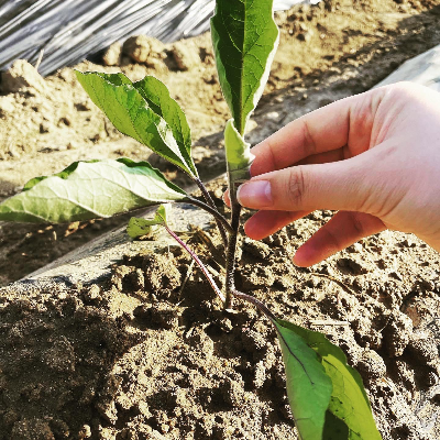 주말 농장 채소밭 가격, 멀칭, 심기 권장 사항 주말 농장 채소밭 가격, 멀칭, 심기 권장 사항