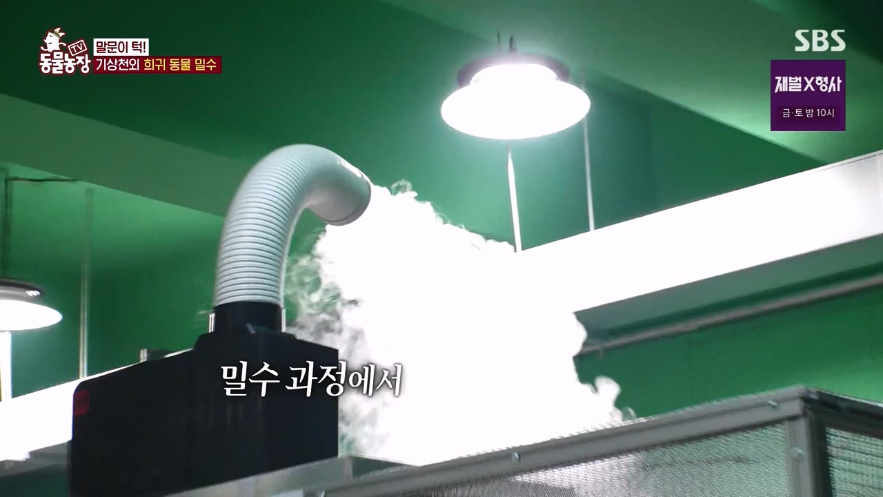 TV 동물농장.E1156.240129p-NEXT.mp4_20240128_191740.308.jpg