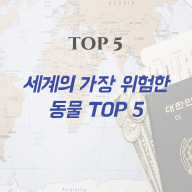 세계의 가장 위험한 동물 TOP 5