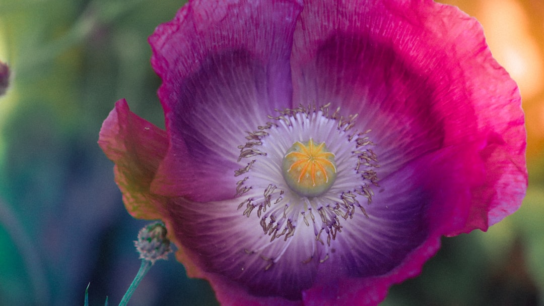 Poppy
