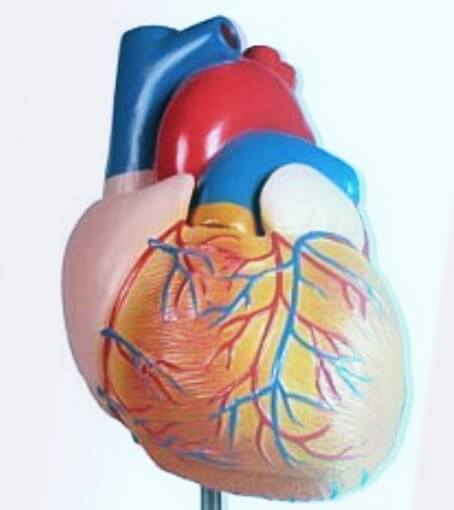 자세하게-만들어진-심장-모형