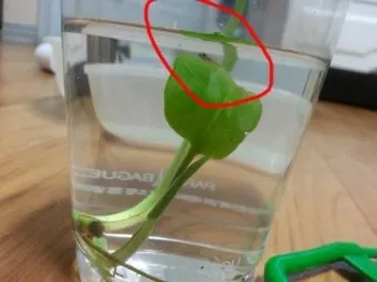 제브라다니오 키우기 출산징후 수명 물갈이법 먹이 횟수 물온도_19
