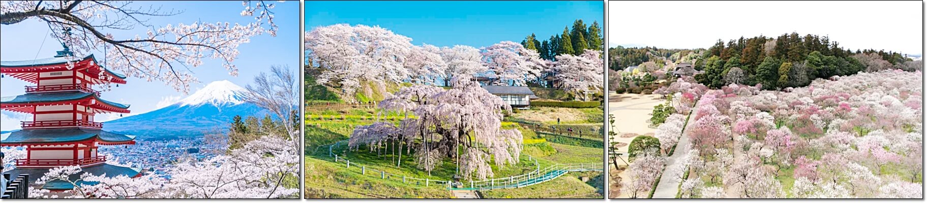 일본 벚꽃 여행 (출처:일본관광국)
