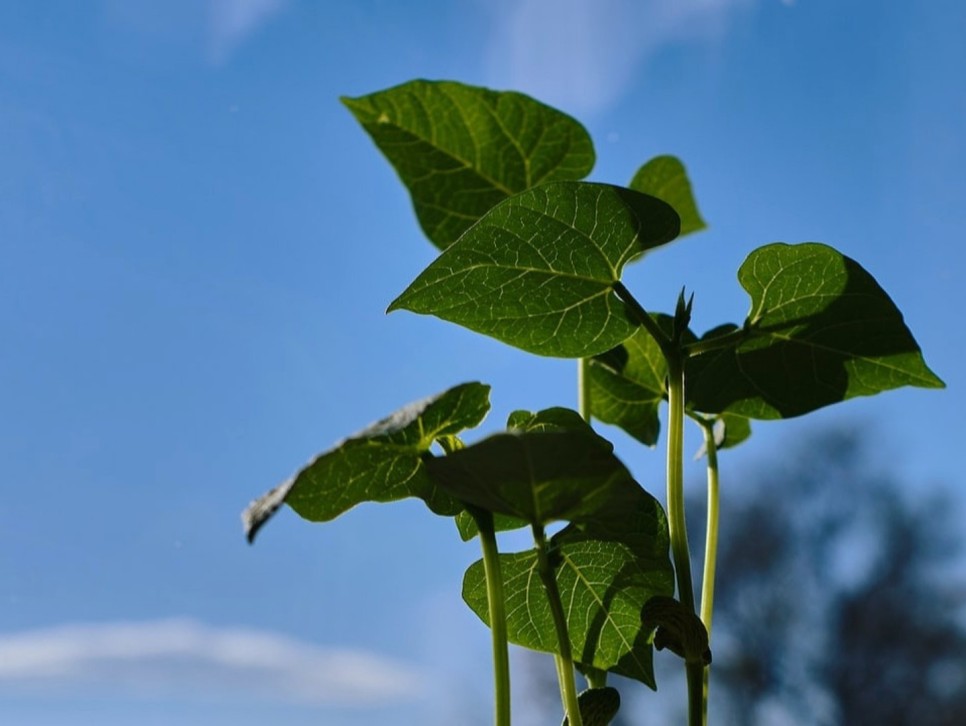 강낭콩키우기 싹틔우기 떡잎 본잎 4