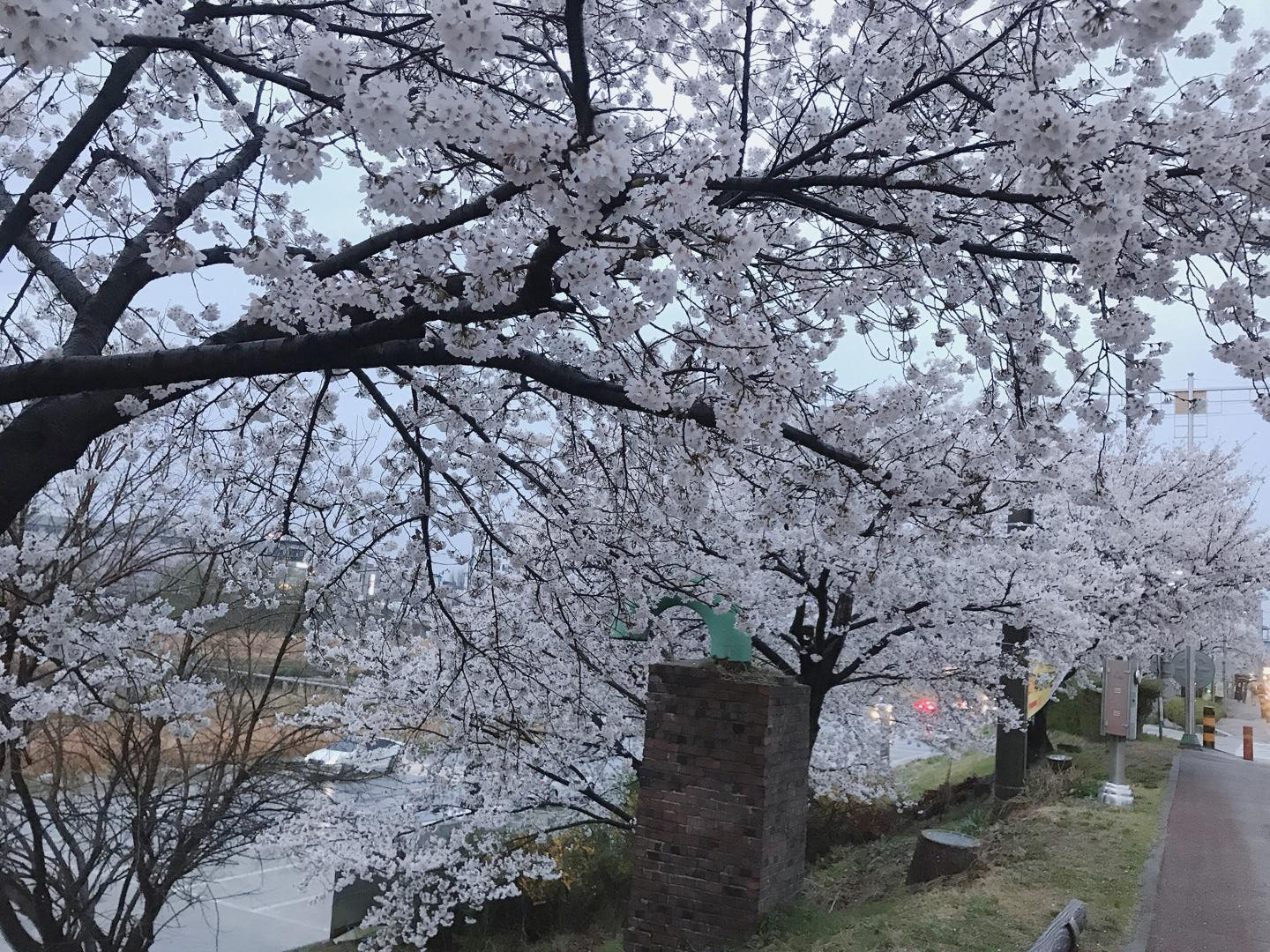  '청주 무심천 벚꽃드라이브 & 짜글이' 당일치기 데이트 코스