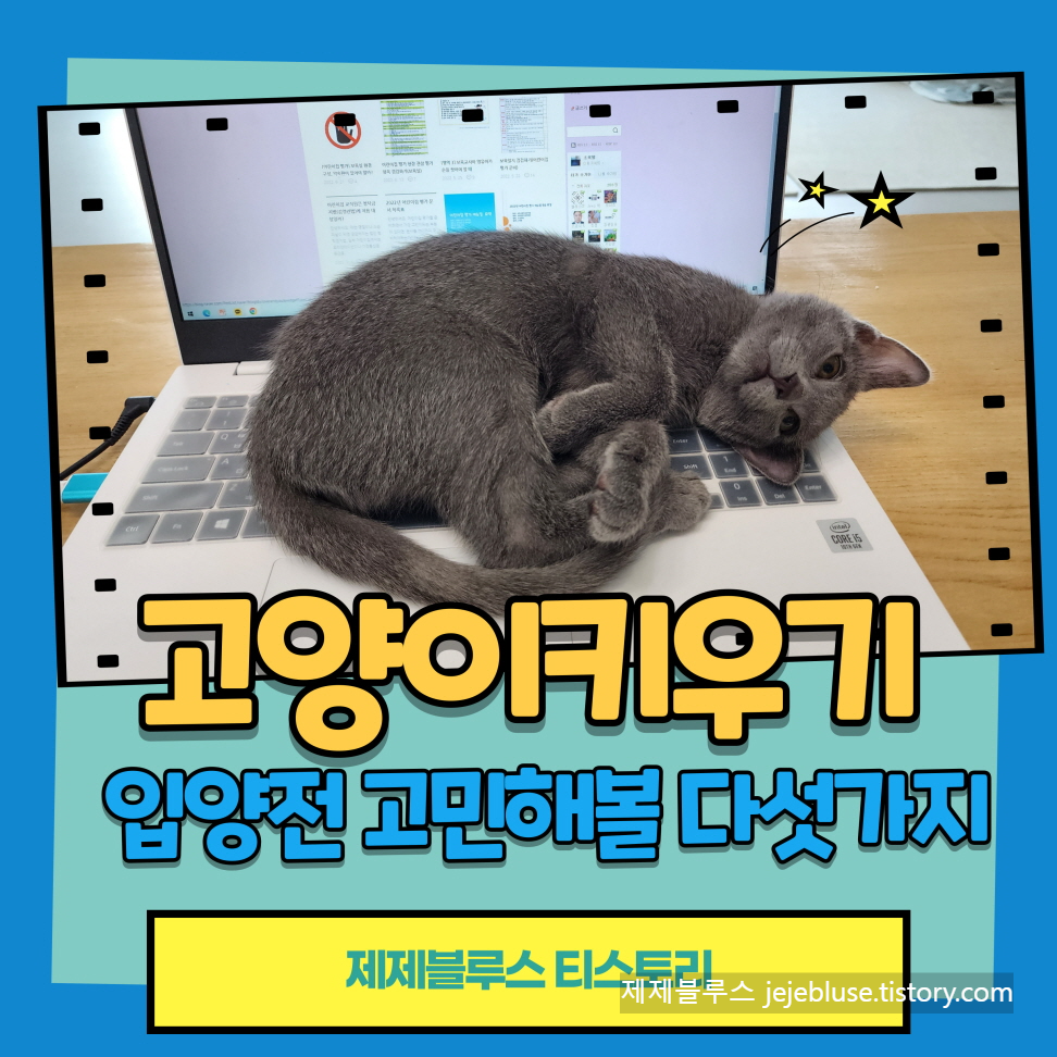 고양이가-노트북-위에서-애교