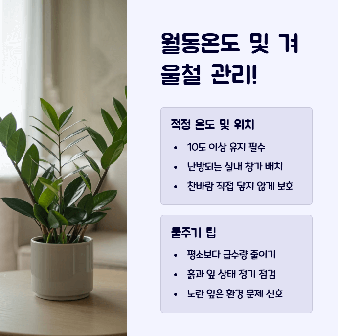 보석 금전수 월동온도