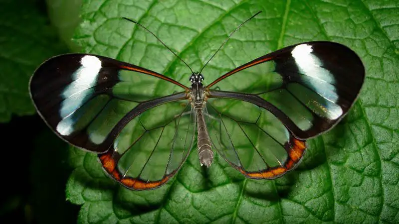 [곤충백과] 투명하고 너무나 아름다운 나비&#44; 유리날개나비