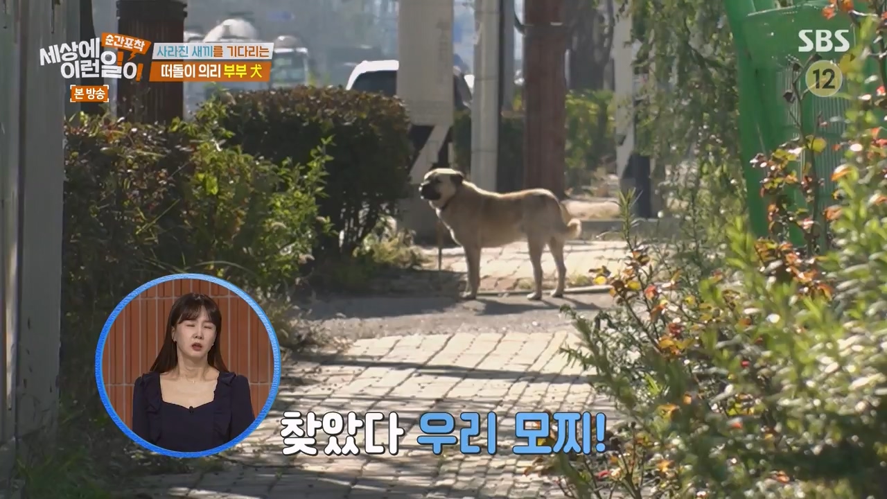 순간포착 세상에 이런일이.E1254.231203p-NEXT.mp4_20231203_140545.100.jpg
