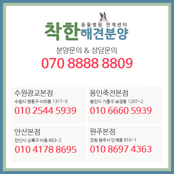  킹찰스스패니얼분양 킹찰스스파니엘 카발리에 브랜하임