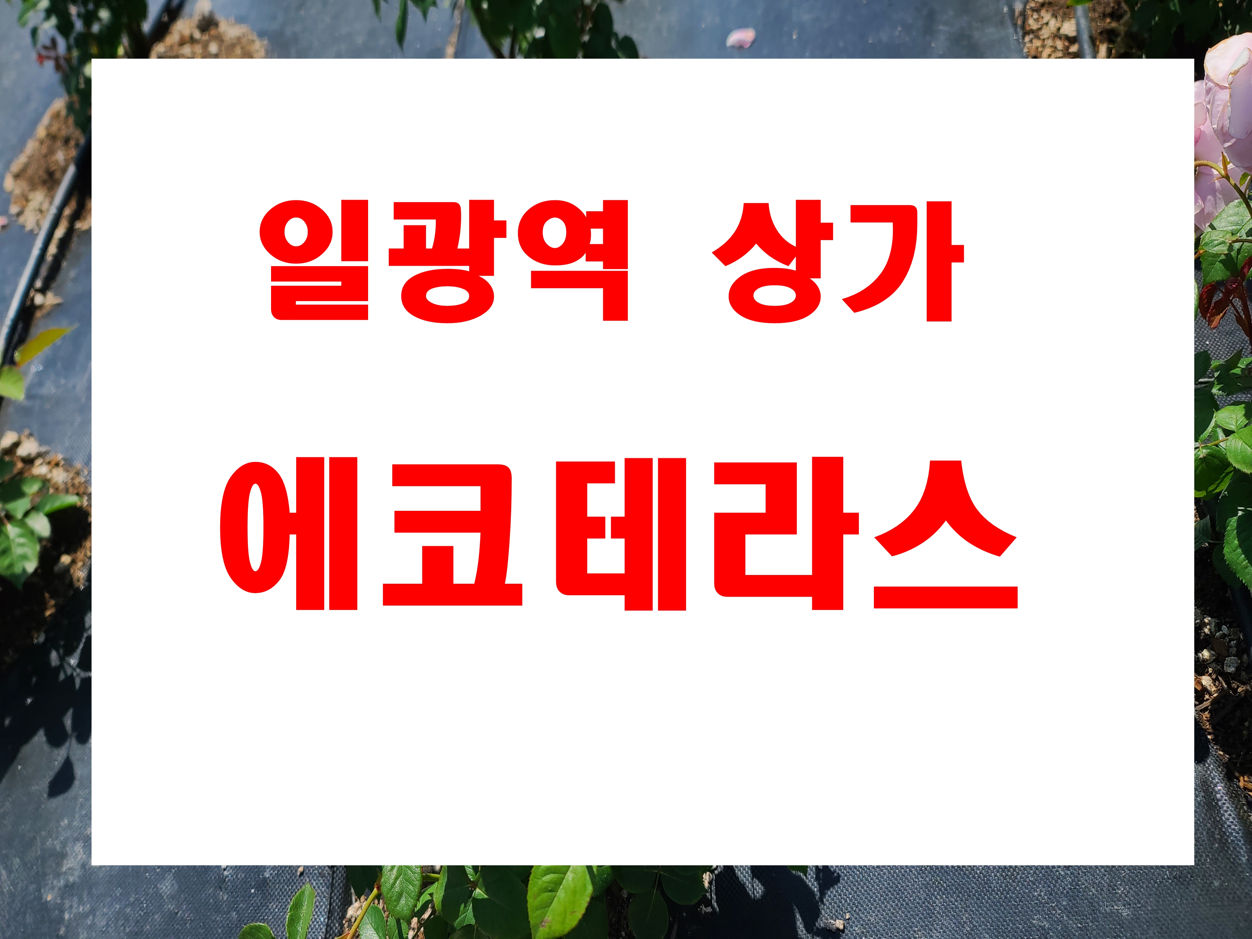 일광역 에코테라스 상가 분양 일광읍 기장군 삼성리 893번지