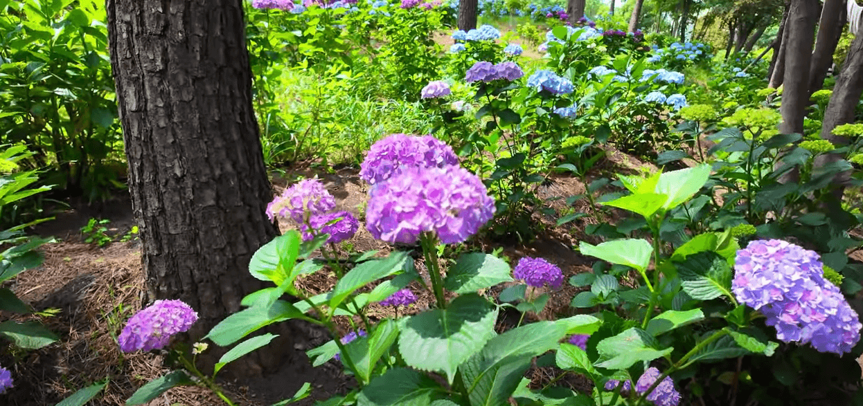 울산 장생포 수국축제 주차장 입장료 행사일정