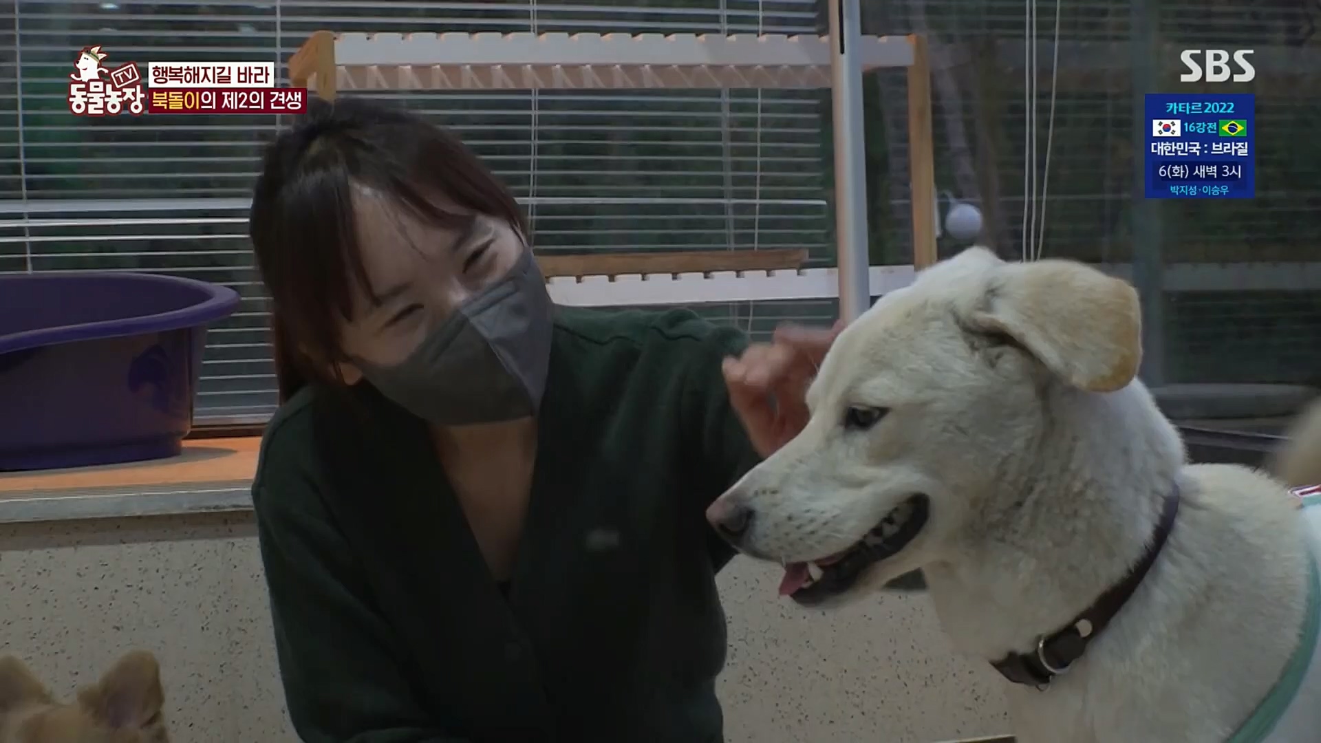 TV 동물농장.E1098.221204p.H264-F1RST.mp4_20221204_175422.968.jpg