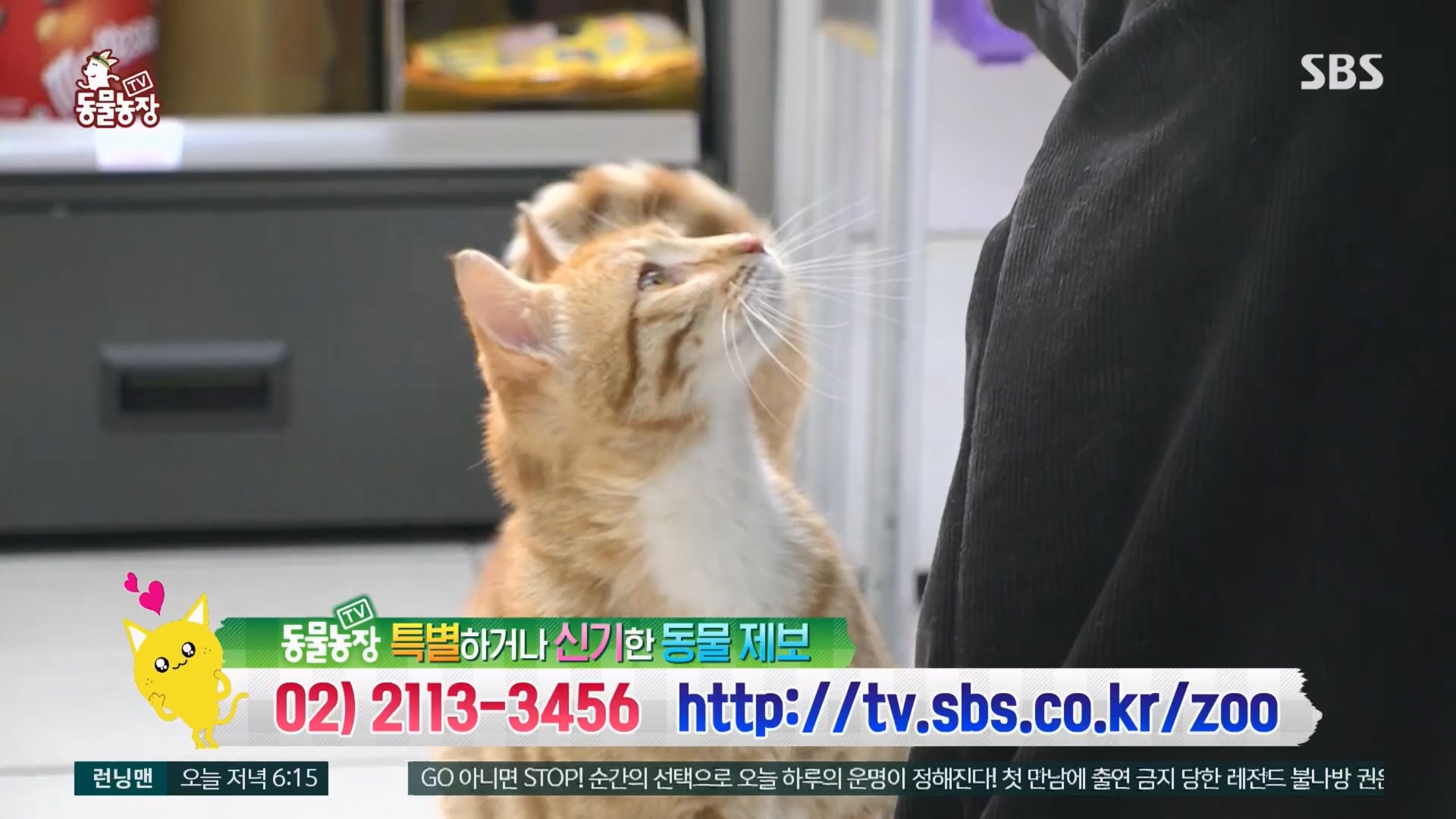 TV 동물농장.E1170.240505p.H264-F1RST.mp4_20240505_153816.712.jpg